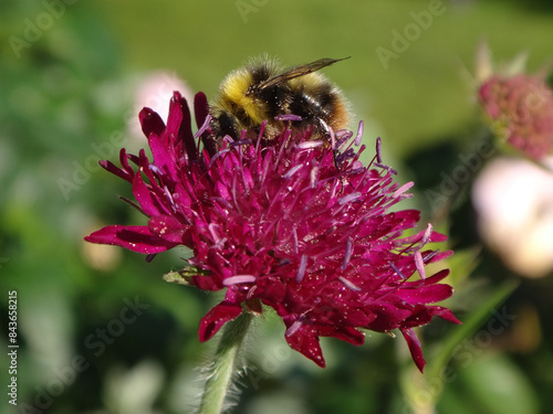 Early bumble bee (Bombus pratorum), male feeding on a bright pink Macedonian scabious flower photo