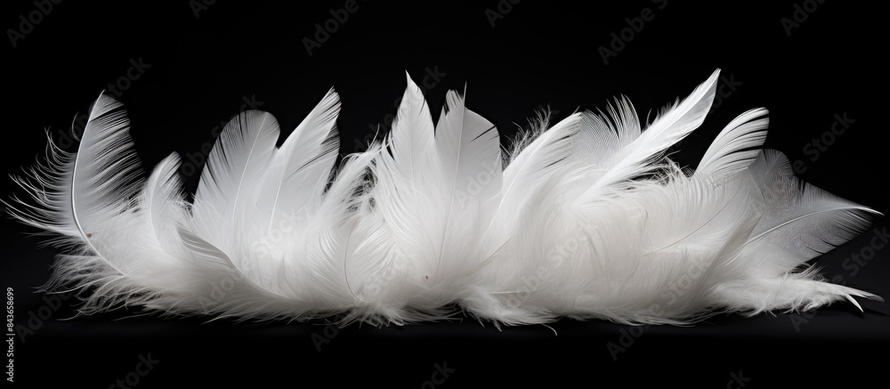 Obraz premium A stunning copy space image featuring a black background adorned with a collection of isolated pure white feathers