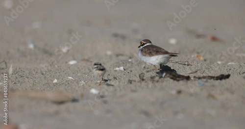 Waders or shorebirds, little ringed plover chick on the beach. Italy, Giulianova. photo