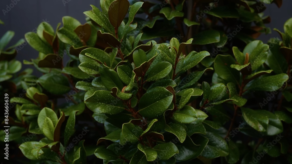 Fototapeta premium Close-up showing leaves on a hedge. Texture.
