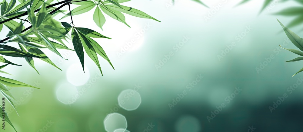 Bamboo leaves background. copy space available Bamboo leaves background. copy space available