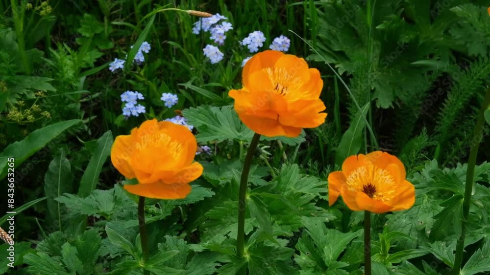 Beautiful orange flower of Asian double buttercup, flower or Trollius asiaticus or troll flower in spring meadow close up Beautiful orange flower of Asian double buttercup, flower or Trollius asiaticus or troll flower in spring meadow close up