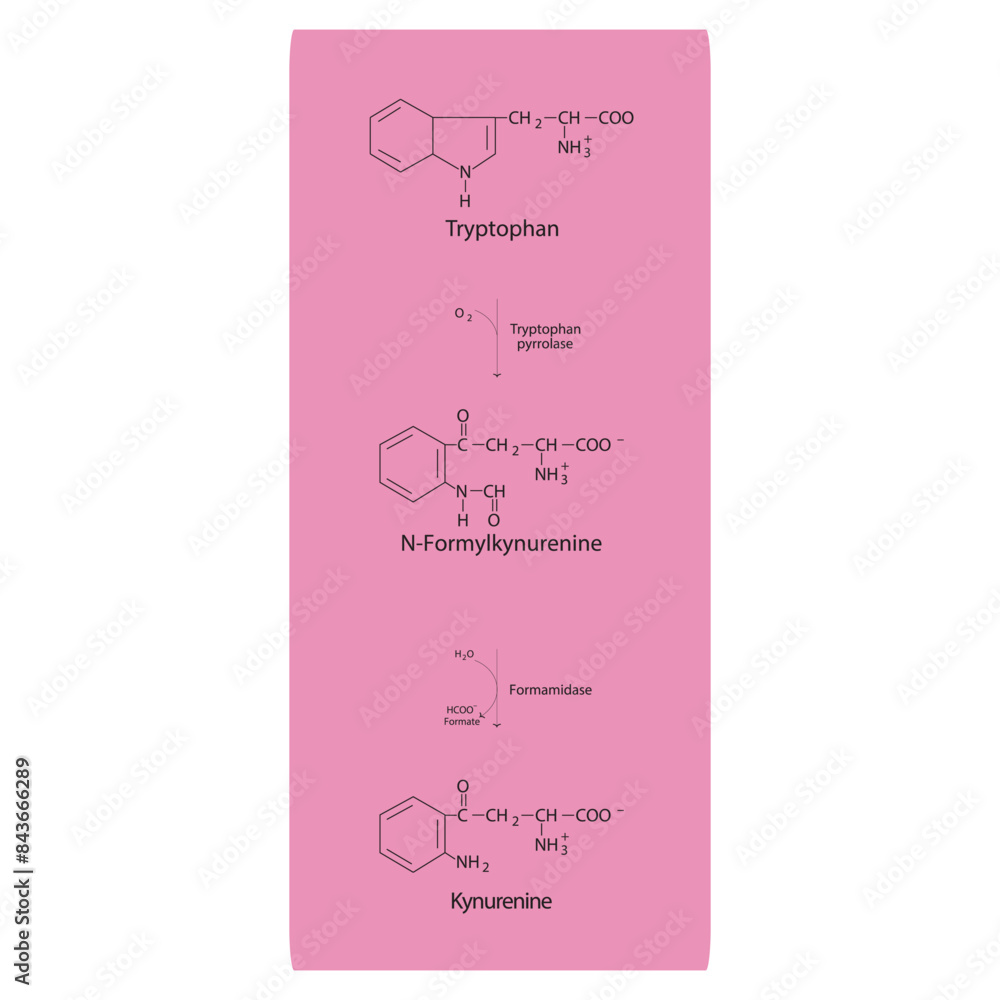 Diagram showing biosynthesis of Kynurenine from Tryptophan via ...