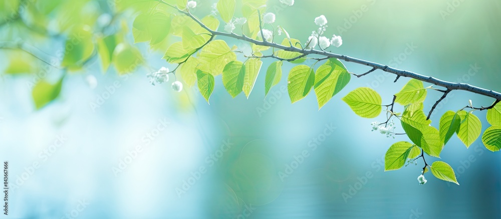 Birch leaves in youthful green adorn the springtime backdrop as blossoming buds emerge Ample copy space available Birch leaves in youthful green adorn the springtime backdrop as blossoming buds emerge Ample copy space available