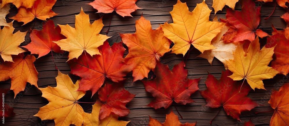 Creative seasonal autumn background Close up of maple leaves with place for text Autumn background Top view flat lay view from above. copy space available Creative seasonal autumn background Close up of maple leaves with place for text Autumn background Top view flat lay view from above. copy space available