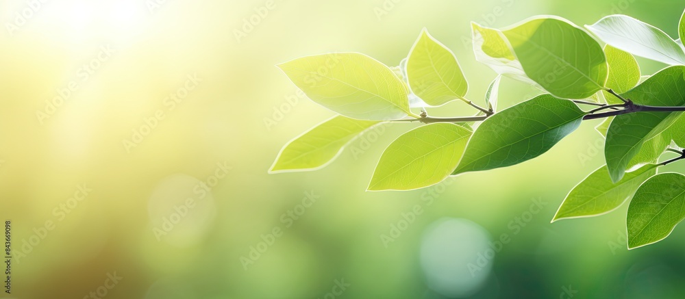 Naklejka premium The alluring scenery of vibrant green leaves stands out against the blurred greenery sky backdrop in a public garden park creating a captivating landscape display suitable for wallpapers and backdrop