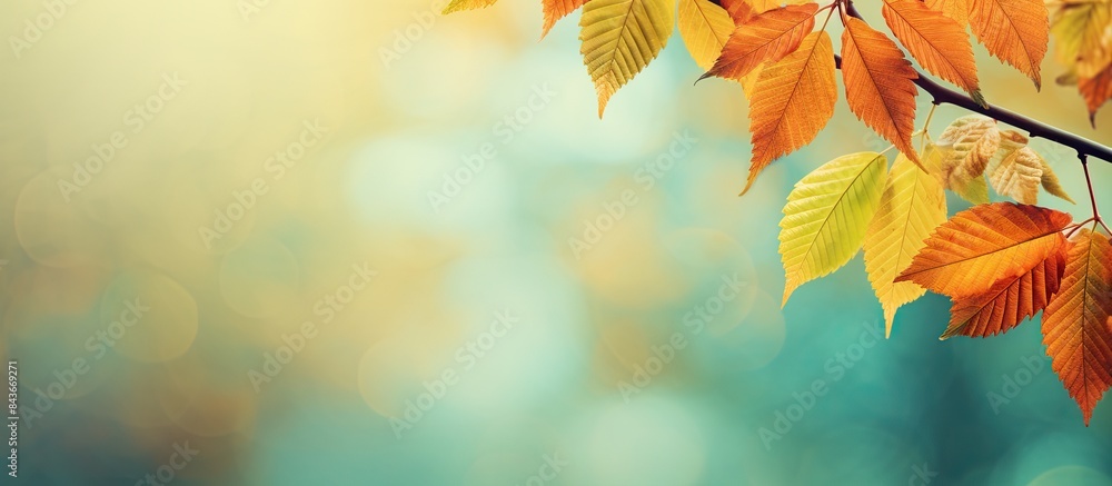 Autumn bright leaves of chestnut tree background. copy space available Autumn bright leaves of chestnut tree background. copy space available
