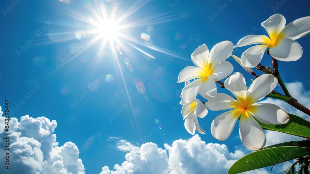 Plumeria under a sunny sky against a backdrop of blue Plumeria under a sunny sky against a backdrop of blue
