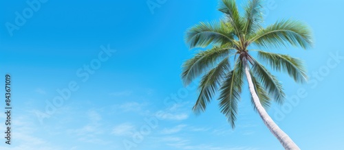 palm tree with copy space blue sky background
