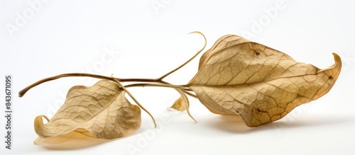 Dioscorea opposita on white background. copy space available photo