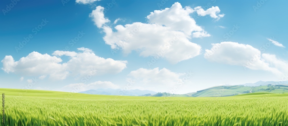green field of wheat and spring blue sky with white clouds copy space green field of wheat and spring blue sky with white clouds copy space