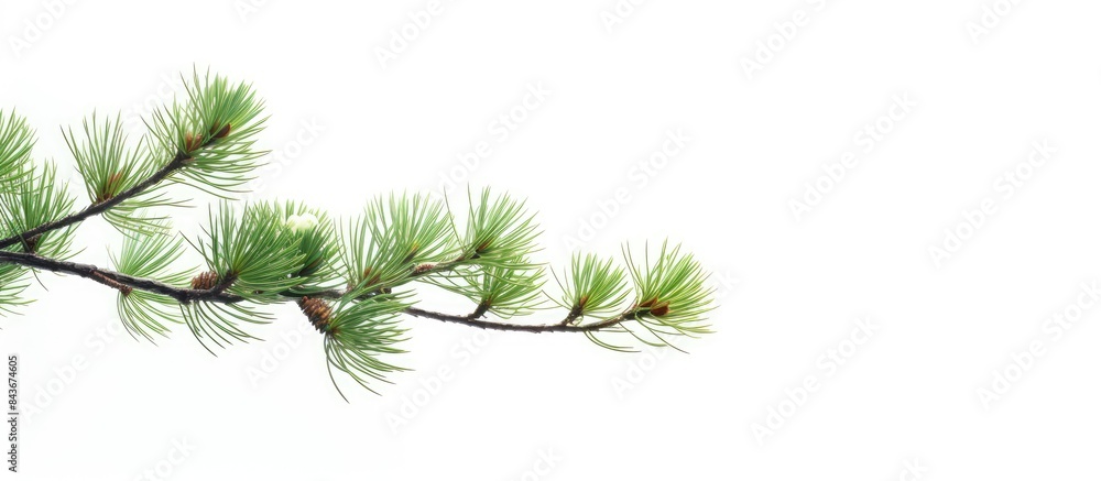 pine branch isolated on white background. copy space available pine branch isolated on white background. copy space available