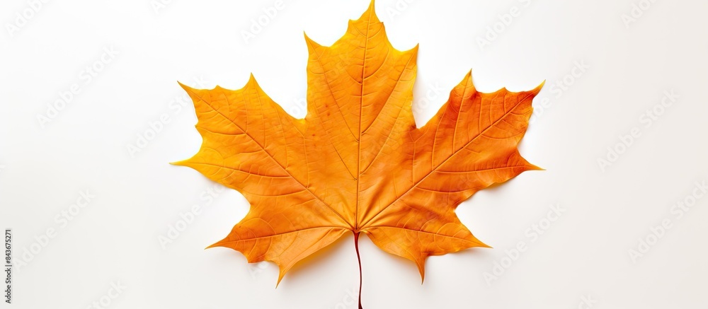 Obraz premium maple autumn leaf on white background. copy space available