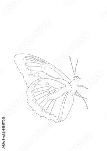 illustration d'un papillon  © Brown