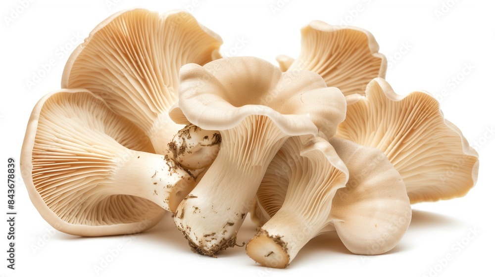 Oyster mushroom on white background, fungus low-calorie healthy fiber Oyster mushroom on white background, fungus low-calorie healthy fiber