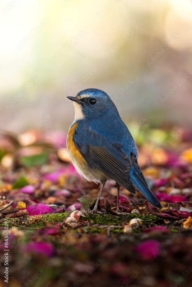 Obraz premium 森の天使