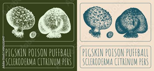 Vector drawing PIGSKIN POISON PUFFBALL. Hand drawn illustration. The Latin name is SCLERODERMA CITRINUM PERS.
