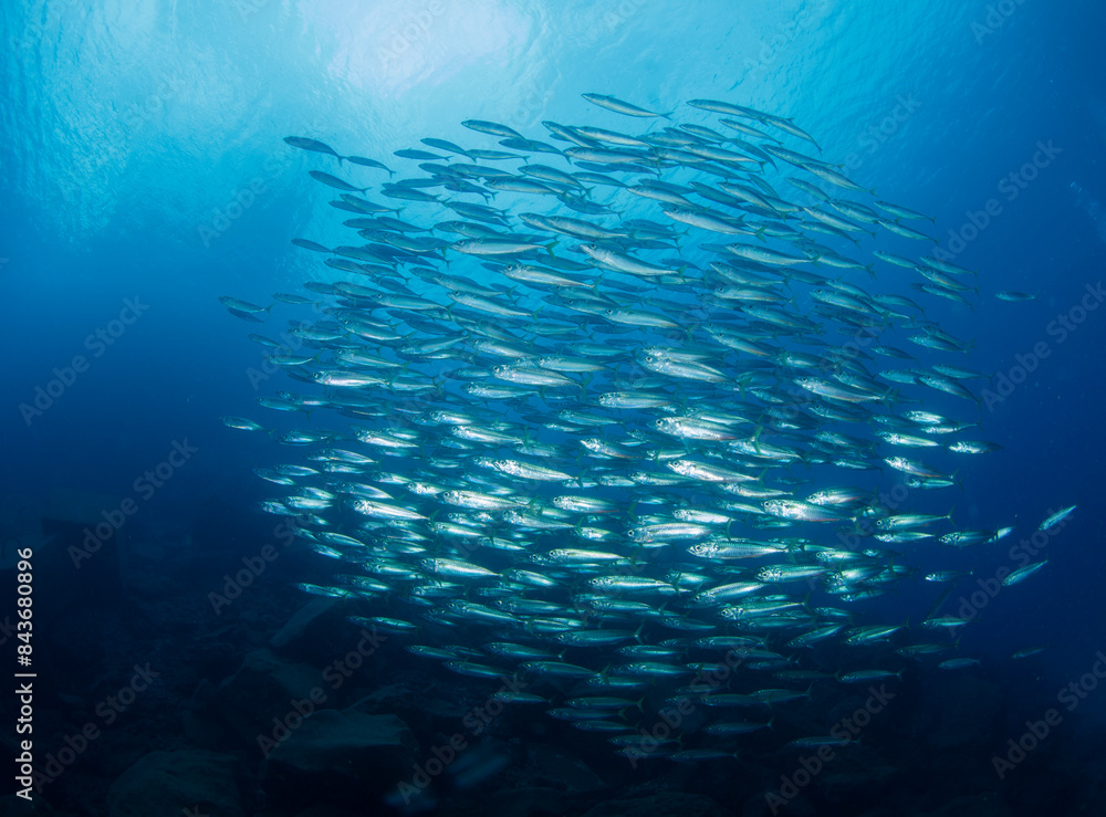 A small group of barracudas move near the surface on the seabed. A small group of barracudas move near the surface on the seabed.