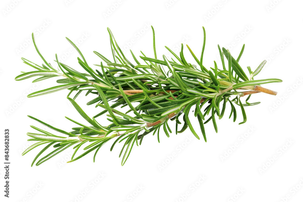 Fresh Rosemary Herb Isolated on White Background - High-Quality Image of Aromatic Green Rosemary Sprigs - Perfect for Culinary, Herbal, and Natural Health Uses Fresh Rosemary Herb Isolated on White Background - High-Quality Image of Aromatic Green Rosemary Sprigs - Perfect for Culinary, Herbal, and Natural Health Uses