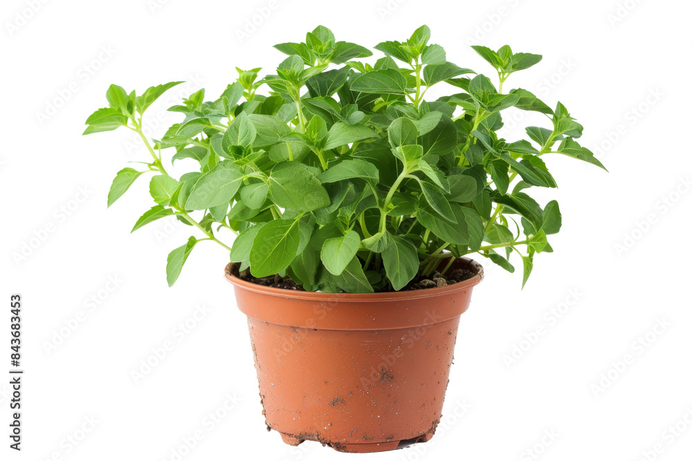 Fresh Green Basil Plant in a Terracotta Pot Isolated on White Background - Perfect for Culinary, Gardening, and Herbal Medicine Themes Fresh Green Basil Plant in a Terracotta Pot Isolated on White Background - Perfect for Culinary, Gardening, and Herbal Medicine Themes