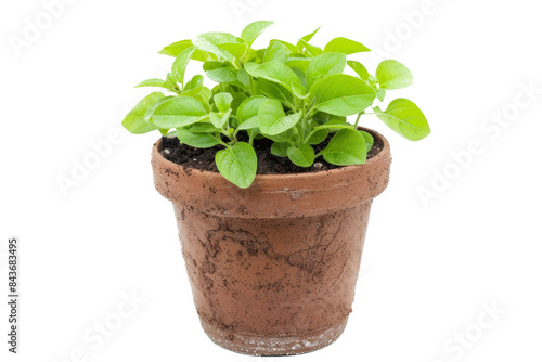 Fresh Green Plant in a Rustic Terracotta Pot Isolated on White Background, Perfect for Gardening, Home Decor, and Nature-Themed Projects