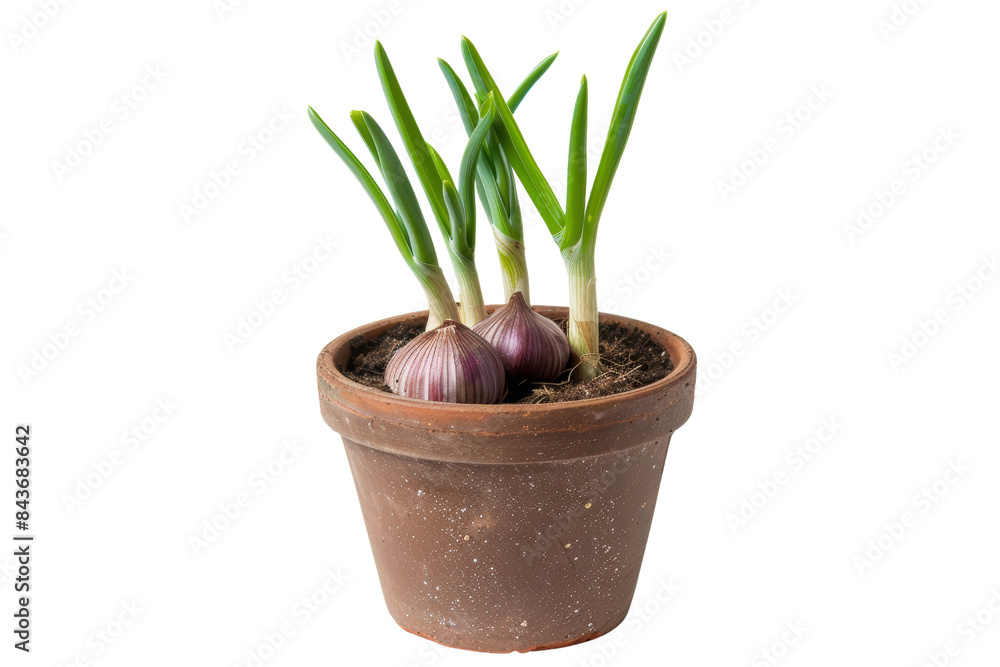 Fresh Green Onion Sprouts in a Rustic Terracotta Pot on a White Background - Perfect for Gardening, Culinary, and Organic Lifestyle Themes Fresh Green Onion Sprouts in a Rustic Terracotta Pot on a White Background - Perfect for Gardening, Culinary, and Organic Lifestyle Themes