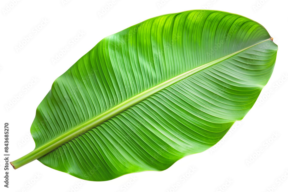 A Tropical Green Banana Leaf A Tropical Green Banana Leaf