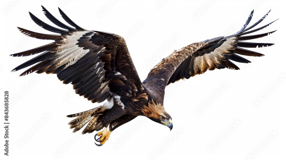 Majestic golden eagle in flight with wings wide against a white background Majestic golden eagle in flight with wings wide against a white background