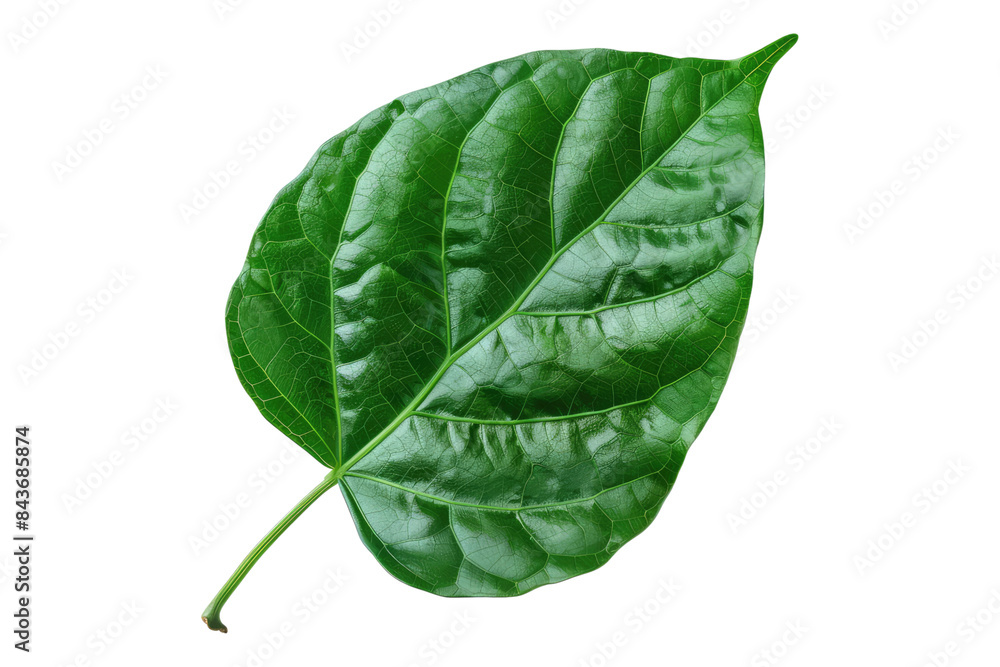 Fototapeta premium Molokhia leaves isolated on transparent background