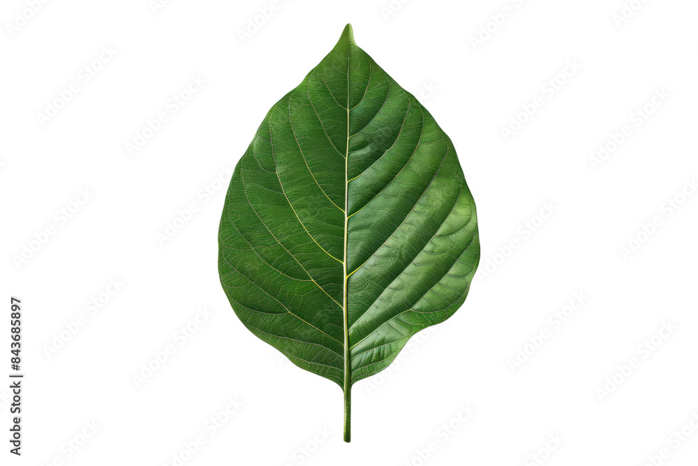 Molokhia leaves isolated on transparent background Molokhia leaves isolated on transparent background