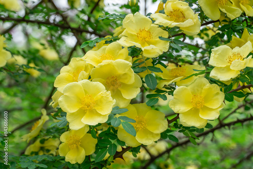 Fotografía Yellow flowers of bush rosa hugonis blooming in garden