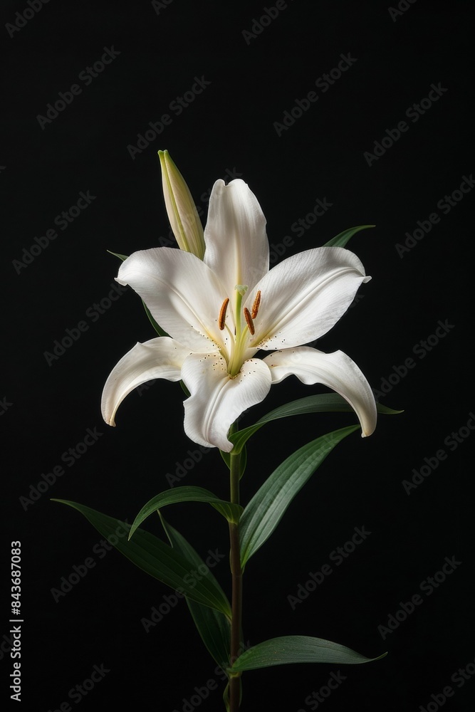 Obraz premium flower Photography, Lilium asiatic, Isolated on black Background