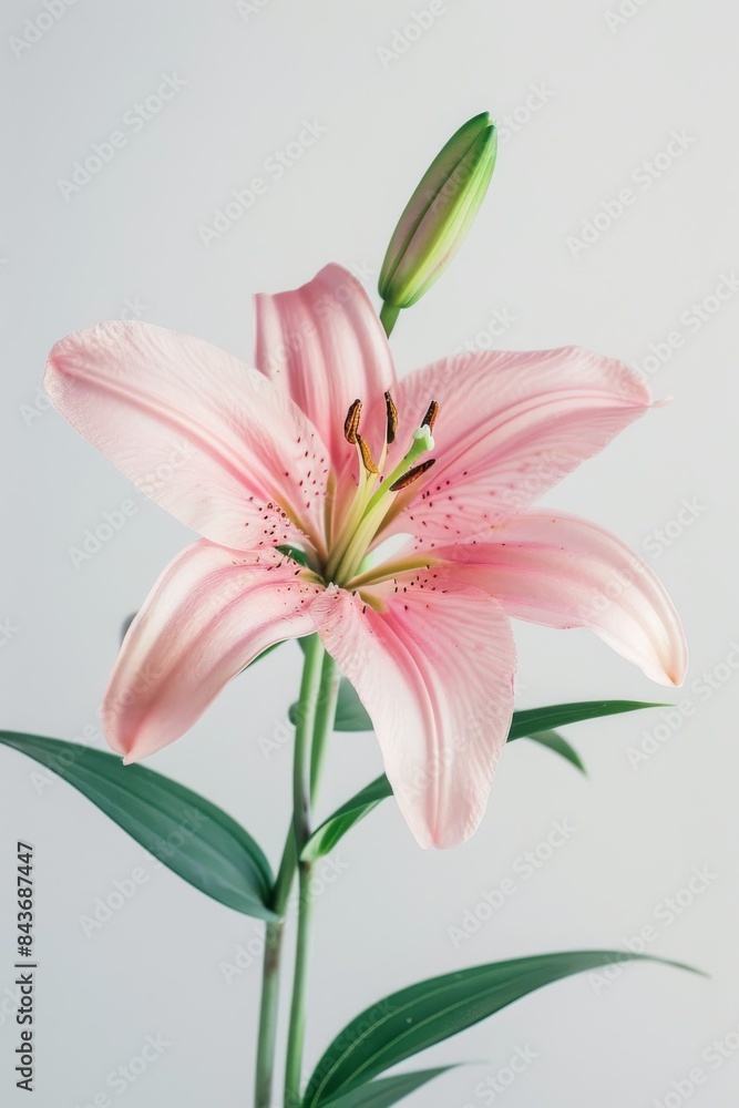 Fototapeta premium flower Photography, Lilium aurelianense, Isolated on white Background
