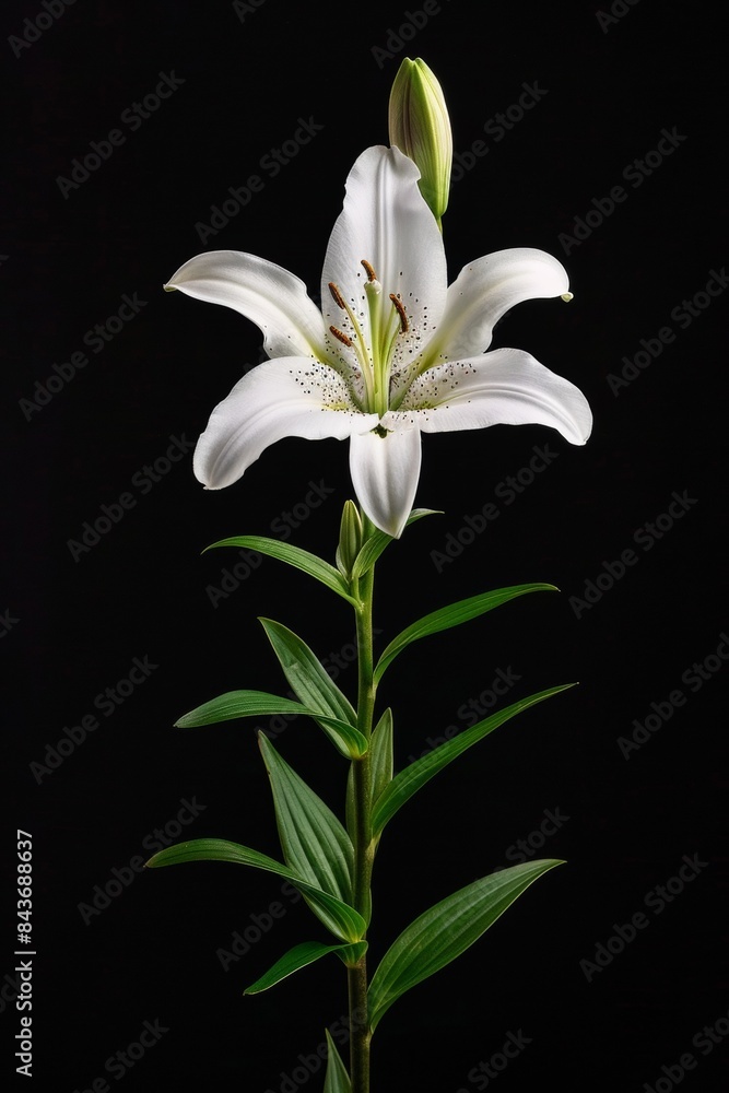flower Photography, Lilium orientalis, Isolated on black Background flower Photography, Lilium orientalis, Isolated on black Background