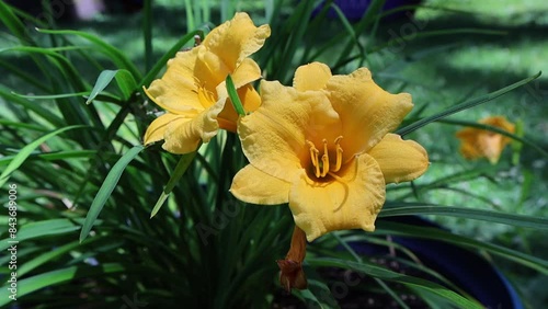 Radiant Blooms: Yellow Daylilies in Sunlight. Three vibrant yellow daylilies bask in the sun, their delicate petals and long stamens creating a stunning display of natural beauty.