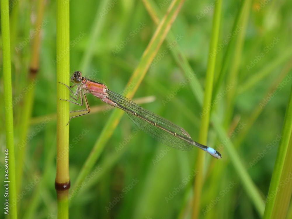 Immature female blue tailed damselfly (Ischnura elegans f. rufescens) perching on a reed Immature female blue tailed damselfly (Ischnura elegans f. rufescens) perching on a reed