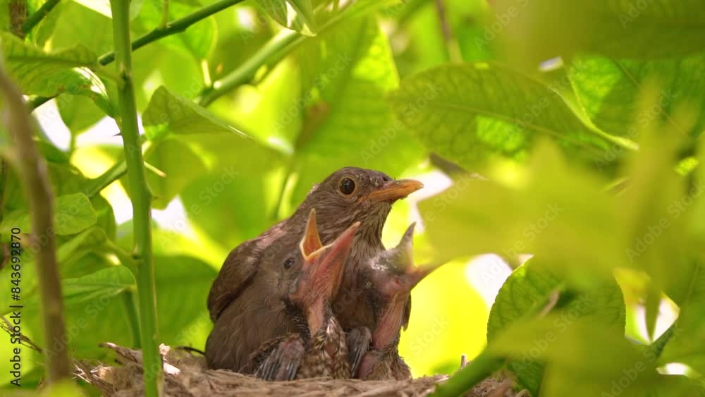 Black bird in a nest feeding baby birds. Blackbird or American Robin feeds baby bird. Black bird in a nest feeding baby birds. Blackbird or American Robin feeds baby bird.
