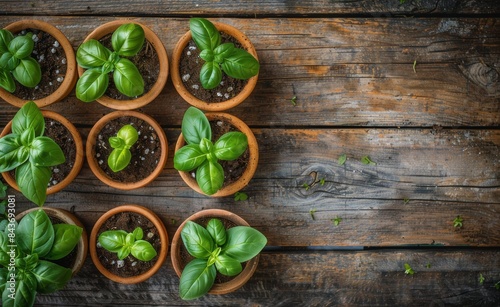 Four Fresh Basil Plants In Terracotta Pots On Weathered Wooden Surface