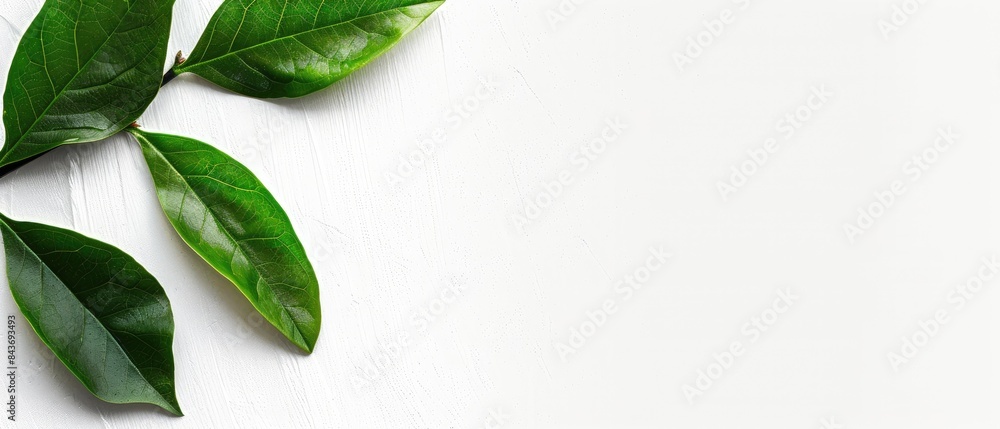 Abstract leaf design with a clear copyspace area on a white background Abstract leaf design with a clear copyspace area on a white background