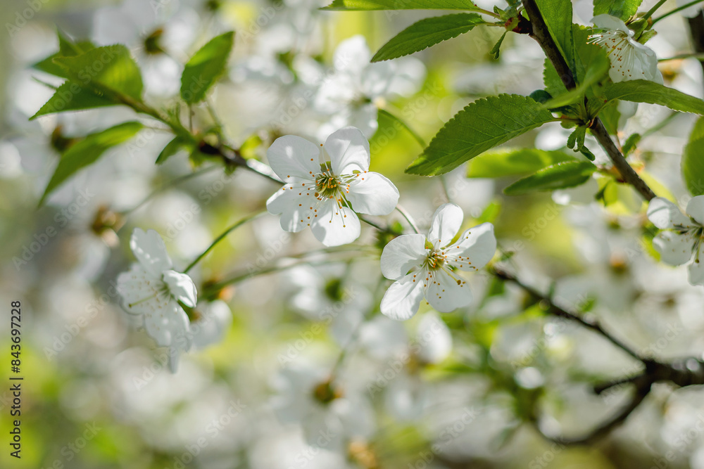 Branches of a cherry tree on a sunny day against a blue sky background. Blooming white cherry in spring. Selective cherry blossom focus. Branches of a cherry tree on a sunny day against a blue sky background. Blooming white cherry in spring. Selective cherry blossom focus.