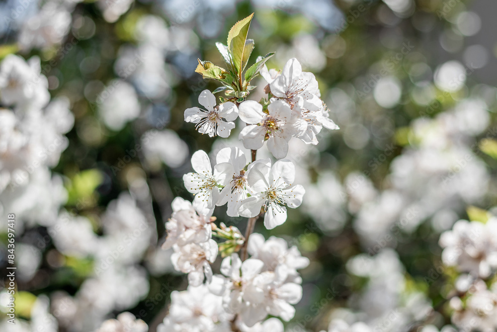 Selective cherry blossom focus. A blooming white cherry tree in the sunlight. Beautiful background of spring blooming. Branches of a cherry tree on a sunny day against a blue sky background. Selective cherry blossom focus. A blooming white cherry tree in the sunlight. Beautiful background of spring blooming. Branches of a cherry tree on a sunny day against a blue sky background.