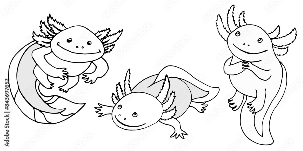 Fototapeta premium axolotl set of vector images colorig page