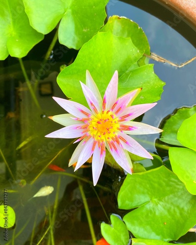Lotus flower in fish bowl 