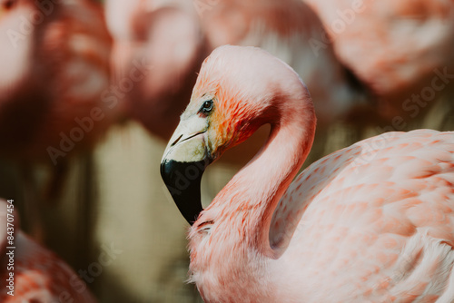 Portrait eines Rosaflamingo (Phoenicopterus roseus) photo