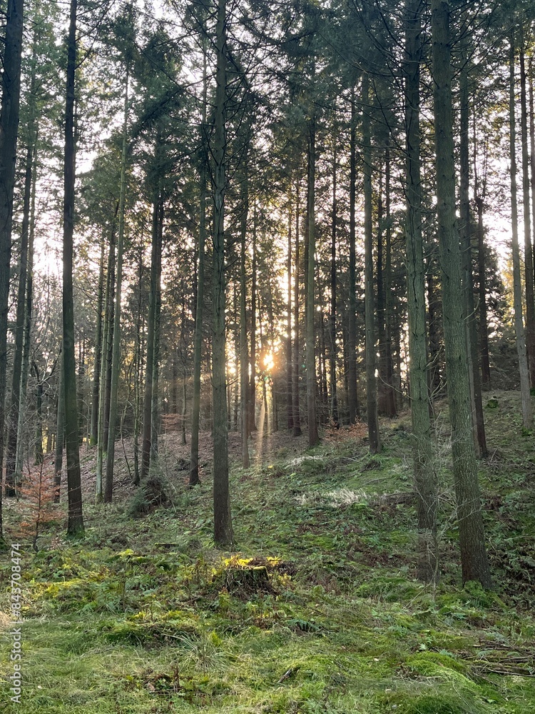 Obraz premium morning in the forest