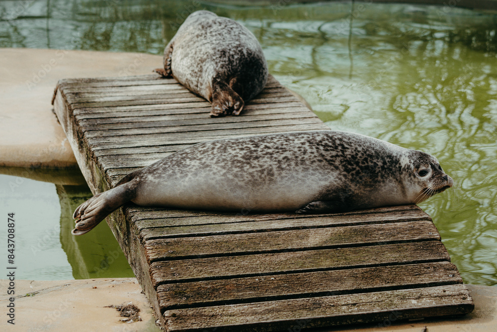 Naklejka premium Zwei Seehunde (Phoca vitulina) beim Sonnenbad auf einem Steg