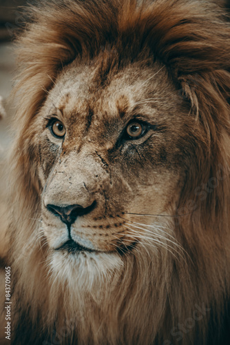 Φωτογραφία Close Up - Männlicher Löwe (panthera leo) in einem Tierpark, Berlin, Deutschland