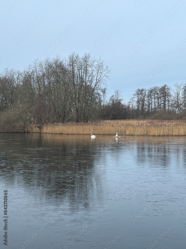ducks on the river in winter ducks on the river in winter
