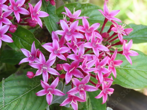 開花したピンク色のいペンタスの花