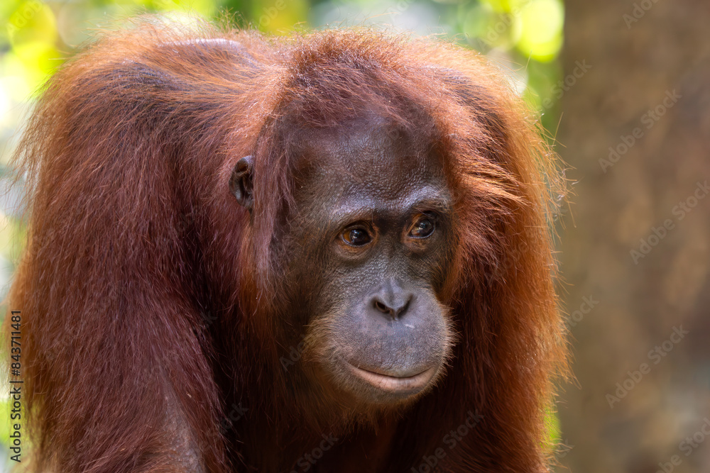 Bornean Orangutan - Pongo pygmaeus, beautiful large popular ape endemic to the island of Borneo, Malaysia. Bornean Orangutan - Pongo pygmaeus, beautiful large popular ape endemic to the island of Borneo, Malaysia.